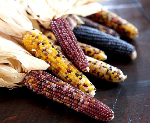 Kwanzaa Corn - Muhindi